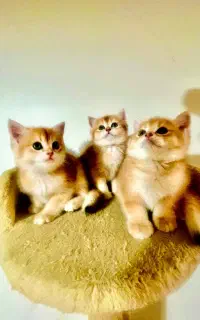 گربه بیریتیش گلد (اصیل)