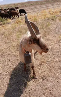 فروش نر بز