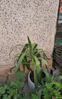 گل آپارتمانی
