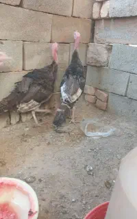 بوقلمون دومنظوره گوشتی وتخمگذار