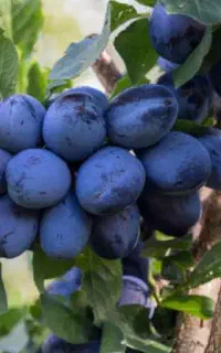 عرضه نهال آالو رقم خشکباری و تازه خوری