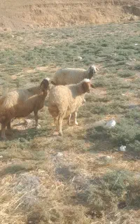 میش یا گوسفند