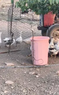 غاز و قوغاز