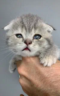 اسکاتیش بلوگلد و بریتیش تبی گلد