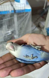 ۳ تا طوطی برزیلی دستی ابی بنفش