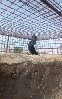 کبوتر ماده سینه سیاه
