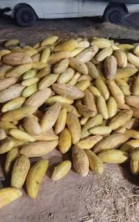 خربزه‌گوسفندی