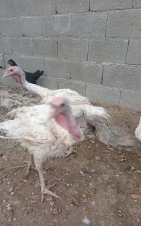 بوقلمون