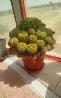 گل و گیاه