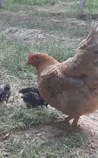 مرغ گلپایگان با جوجه