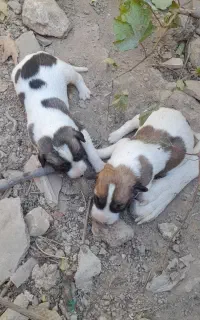 سگ الابای