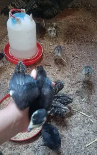 جوجه بوقلمون