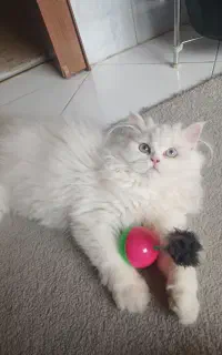 گربه پرشین ماده بچه