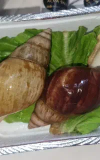 حلزون آچاتینا