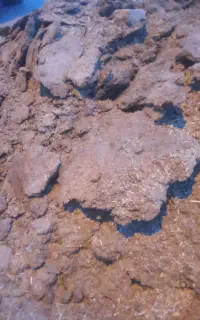 کودگوسفندی کهنه