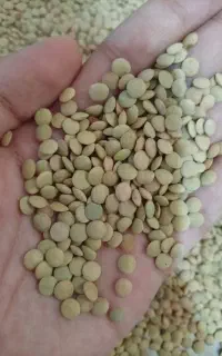 عدس محلی پاک کرده