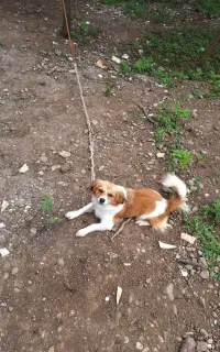 خشکل و باهوش و بازی گوش