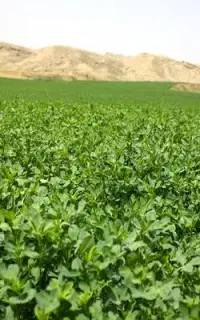 فروش کاه یونجه درجه یک