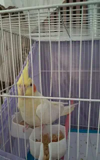 عروس هلندی ماده