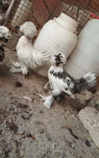 جوجه سلطان (تفرش)