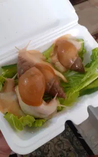 حلزون آچاتینا و خاویار حلزون