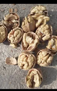 گردو