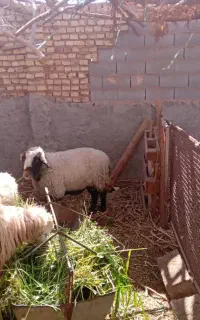 قوچ رومانوف ومیش رومانوف