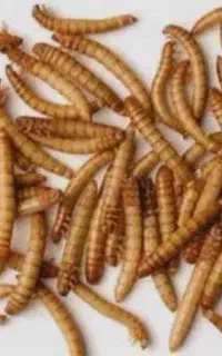 فروش میلورم خوراکی+سرشار از پروتئین غنی