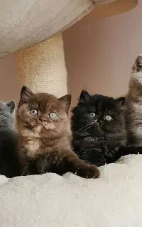 گربه فنجونی و با جثه کوچولو