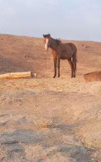 کره مادیان