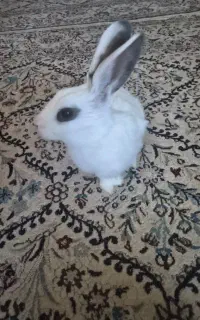 خرگوش با غذاش