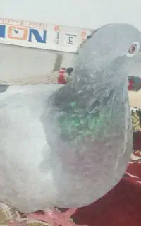 دوبر استسنائی