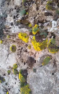 فروش کودشیمیایی سفید