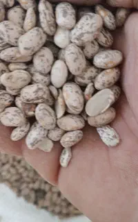 لوبیا چیتی (ارتشی)
