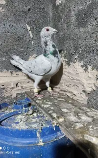 هفت تاکفتر خوشکل ادرس سمت رباط سنگ
