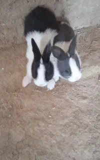 سلام دو عدد بچه خرگوش خونگی سالم