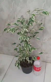 گل آپارتمانی