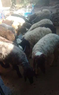 بره فروشی