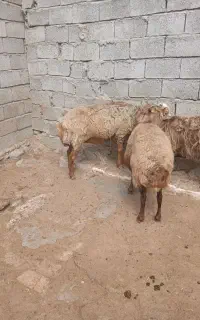 با سلام دو عدد گوسفند