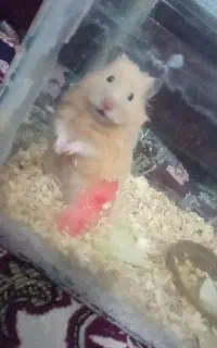 همستر شیرین بازی گوش