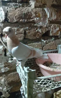 کبوتر