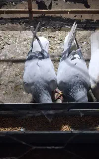 کبوتر یا کفتر