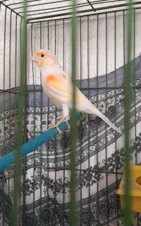 قناری موزاییکی نر ماده آماده