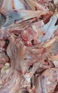 گردن و اسکلت مرغ