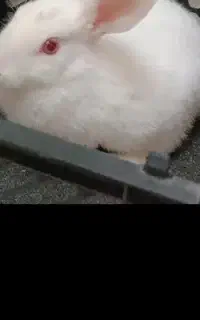 خرگوش
