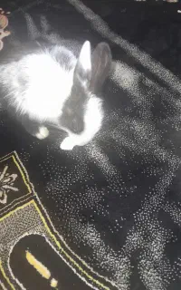 خرگوش