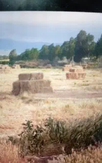 ((یونجه و علف چین اول ))
