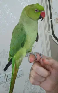 ملنگو اهلی نر