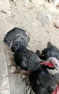 بوقلمون