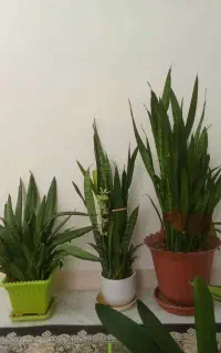 گل آپارتمانی